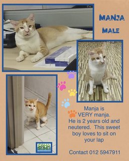 Manja Adoptedd - Domestic Short Hair Cat