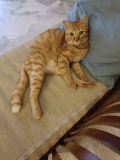 Grogo - Domestic Short Hair Cat