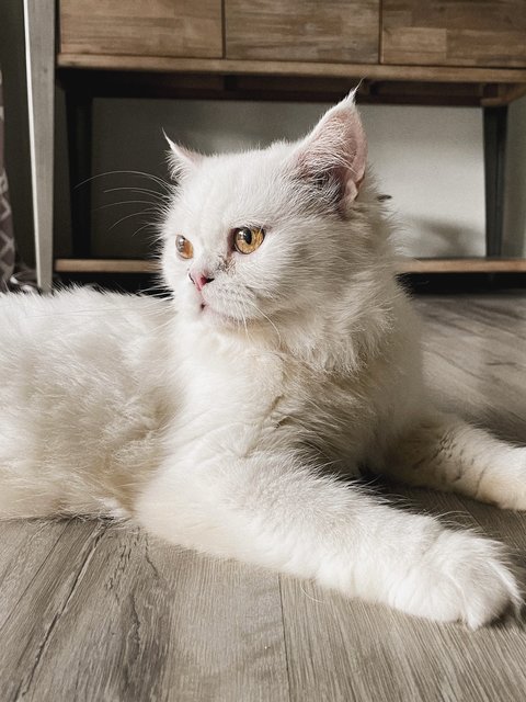 Nemo - Domestic Long Hair + Persian Cat