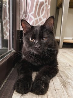 Oreo - Persian + Domestic Long Hair Cat