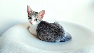 Milo &amp; Mili - Domestic Short Hair Cat