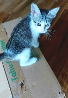 Milo &amp; Mili - Domestic Short Hair Cat