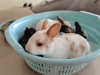 Mini Rex Rabbit Babies - Mini Rex Rabbit