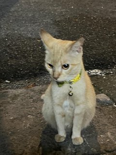 Alizeh - Domestic Medium Hair Cat