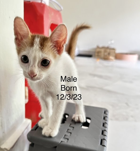 Nai You - Domestic Medium Hair Cat