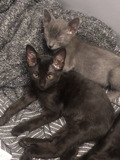 Beetle And Juno - Domestic Short Hair Cat