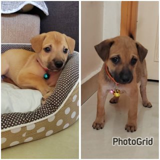 Lili &amp; Lilo - Labrador Retriever + Black Mouth Cur Dog