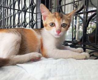 Mia &amp; Tia - Domestic Short Hair Cat
