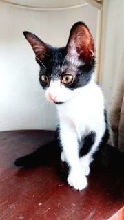 Mayu - Domestic Short Hair Cat
