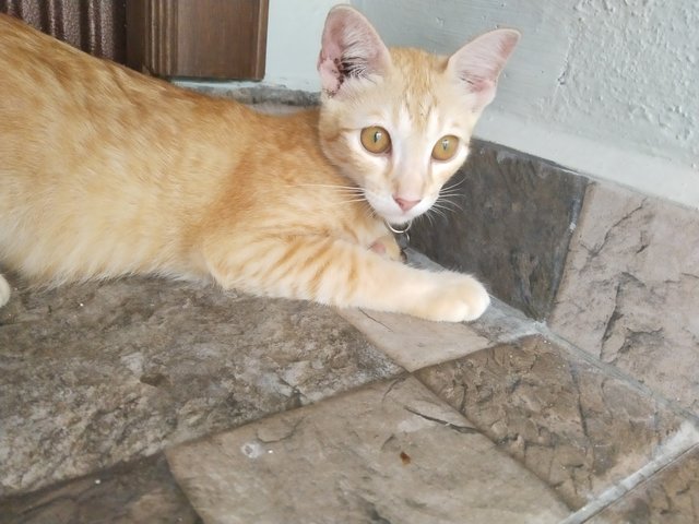 Hamza - Domestic Short Hair Cat
