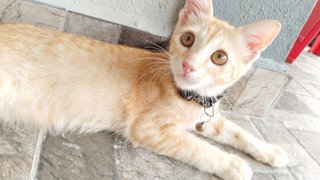 Hamza - Domestic Short Hair Cat
