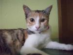 Funky - Domestic Medium Hair Cat