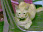 Manyaw - Domestic Short Hair Cat