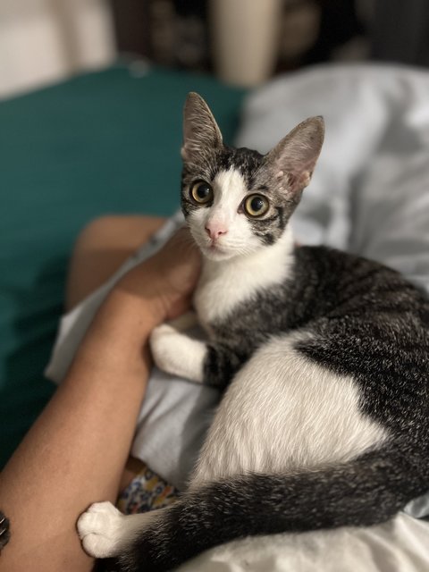 Mika - Tabby Cat