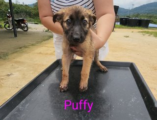 Puffy - Mixed Breed Dog