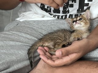 Tinkle Berry - Domestic Medium Hair Cat