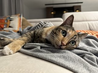 Mimi - Calico Cat