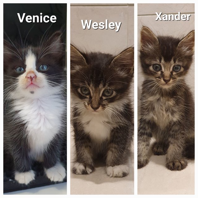 Venice, Wesley, Xander - Domestic Medium Hair Cat