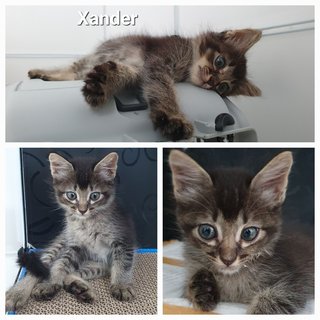 Venice, Wesley, Xander - Domestic Medium Hair Cat