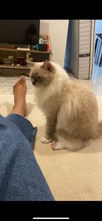 Cookie - Ragdoll Cat