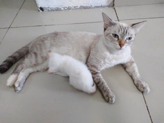 Corola - Siamese + Domestic Medium Hair Cat
