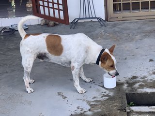 Russell  - Jack Russell Terrier Dog