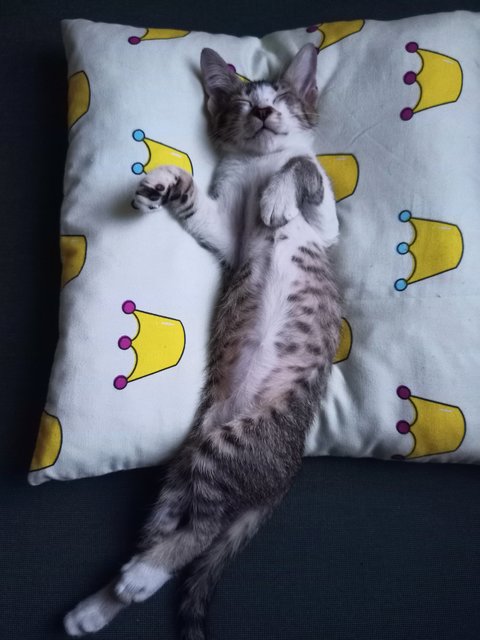 Leo - Tabby Cat