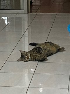 Yami - Bengal + British Shorthair Cat