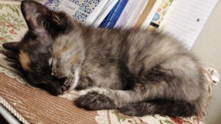 Tortie  - Domestic Medium Hair Cat