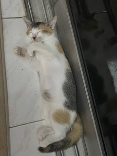 Wanda - Domestic Medium Hair Cat