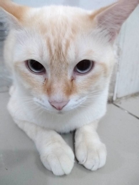 Zoro - Domestic Medium Hair Cat
