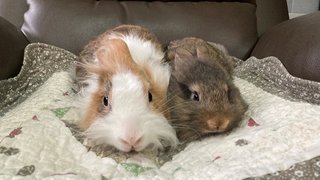 2 Female Bunnies For Adoption - Bunny Rabbit + Lionhead Rabbit