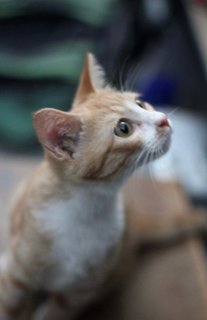 Marshall Oren - Domestic Short Hair + Domestic Medium Hair Cat