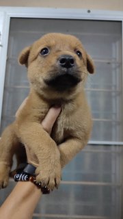 Unknown  - Mixed Breed Dog