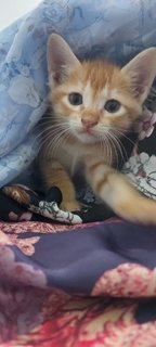 Baby Oyen - Domestic Short Hair Cat