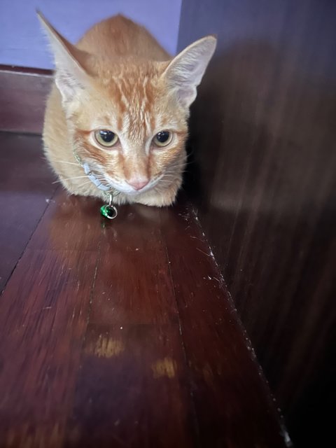 Gryffin - Tabby Cat
