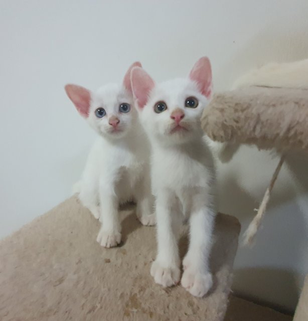 Goldie And Blueyes - Domestic Short Hair Cat