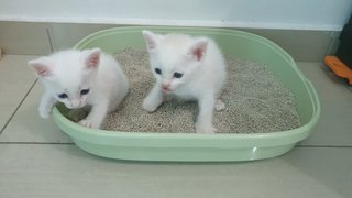 Goldie And Blueyes - Domestic Short Hair Cat
