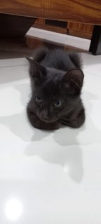 Cookie And Siblings  - Domestic Short Hair Cat