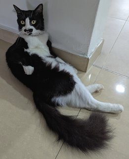 Yoyo - Domestic Long Hair Cat