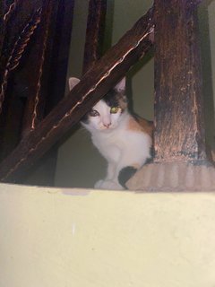 Leia - Domestic Medium Hair Cat