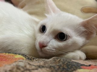 Cat-white - Domestic Short Hair Cat