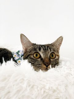 Marvelous Miss Millie - Domestic Short Hair Cat