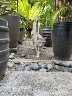 Kevin - Domestic Short Hair Cat