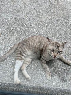 Kevin - Domestic Short Hair Cat