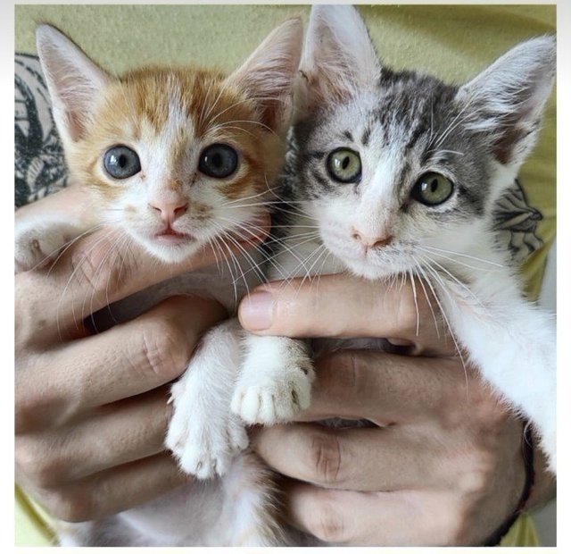 Gigi And Lulu - Domestic Short Hair + Domestic Medium Hair Cat