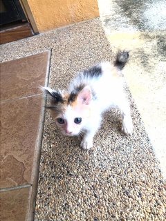 Taco ❤️, Independent, Litter Trained  - Domestic Medium Hair Cat