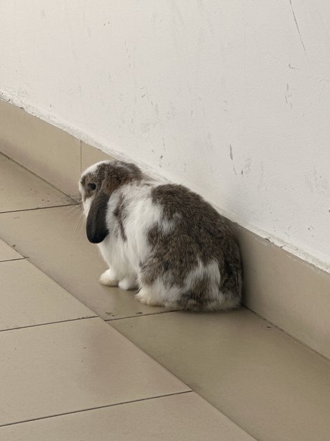 Binky - Holland Lop Rabbit