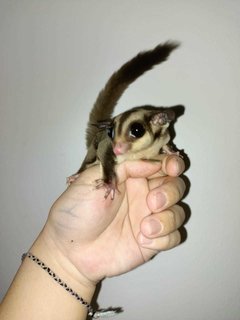 Baby Sugar Gliders 3 Months - Sugar Glider Small & Furry