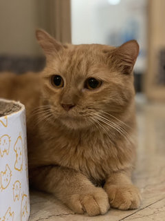 Niko - Domestic Medium Hair + Maine Coon Cat